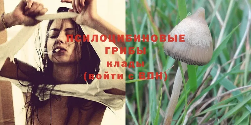 дарнет шоп  Агидель  Галлюциногенные грибы Magic Shrooms 